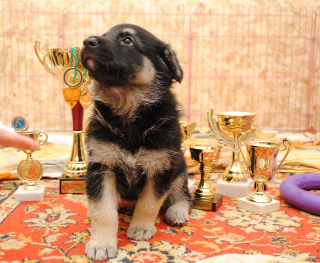 Кинологический Клуб Рублевка
