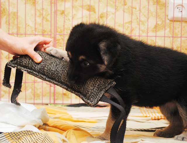 Кинологический Клуб Рублевка