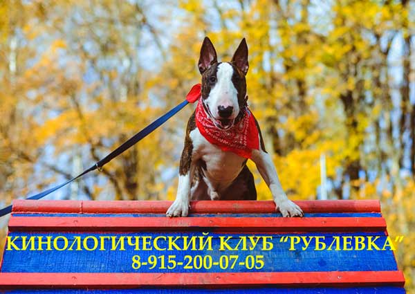 Дрессировка на Рублевке