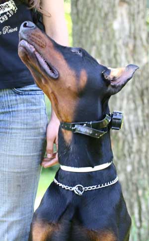 Электроошейник