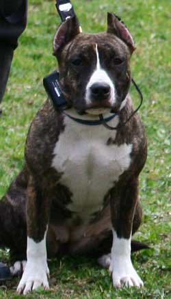 дрессировка собак