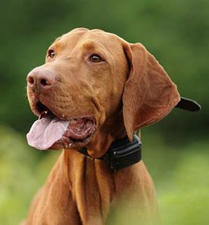 электронный ошейник для собак