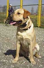 Электроошейник