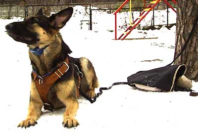 Электроошейник