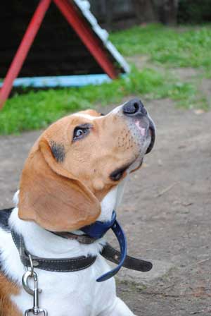 электронный ошейник для собак