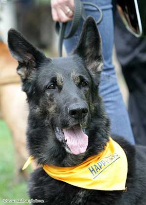 дрессировка собак