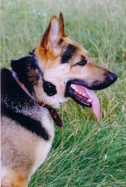 Электроошейник