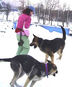 овчарка