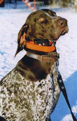 электронный ошейник для собак