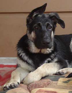 Боксер