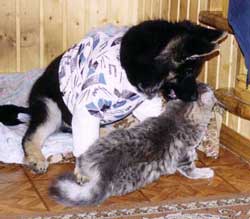 купить щенка
