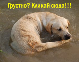 фото собак
