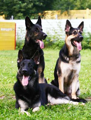 Поставки Поставки