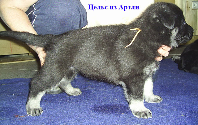 купить щенка восточно-европейской овчарки