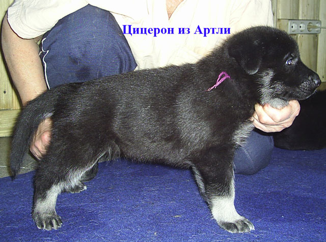 восточноевропейская овчарка щенки