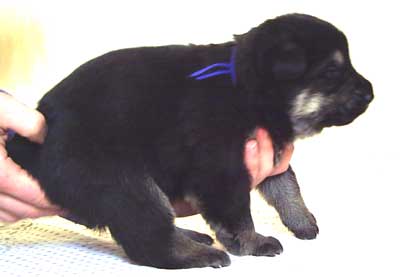 ВЕО