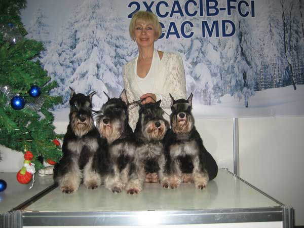 цвергшнауцер щенки