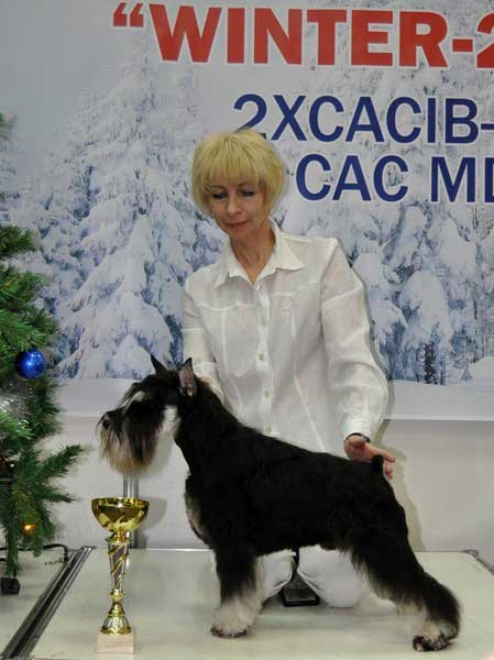цвергшнауцер щенки