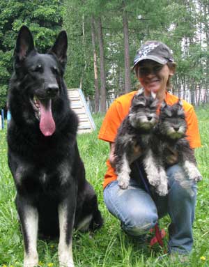 Цвергшнауцер