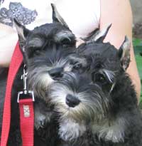 Цвергшнауцер