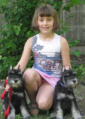 Цвергшнауцер