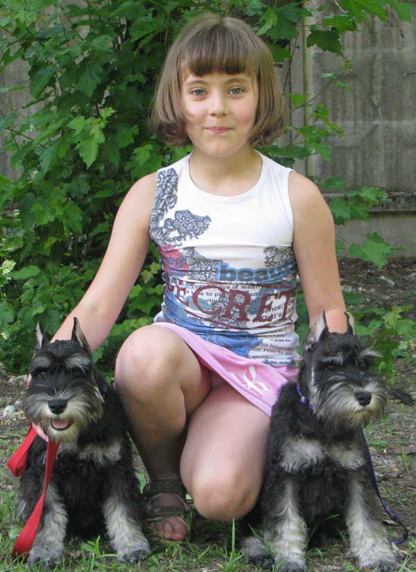 Цвергшнауцер