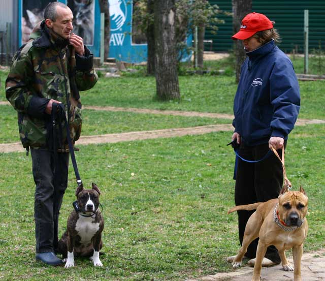 дрессировка собак