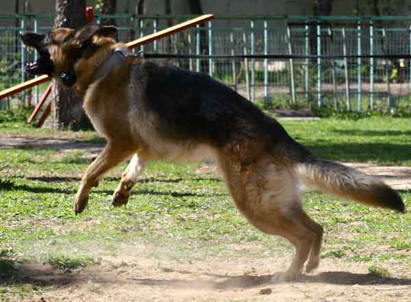 электроошейник